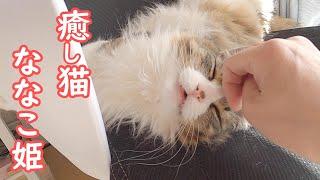 溶けてる猫が可愛すぎた【保護猫／ダックス】