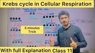 Krebs Cycle step by step Citric acid cycle or TCA#picmonic