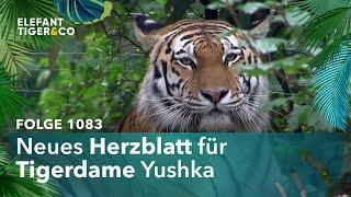 Der Zoo Leipzig hat einen neuen Tiger Folge 1083  Elefant Tiger & Co.  MDR