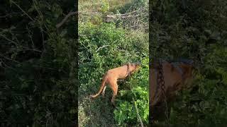 Our Dog Eating Grass  SELVAJOTHI FARM TRICHY