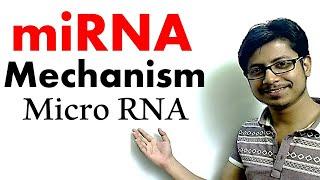 miRNA  micro RNA mechanism of gene silencing