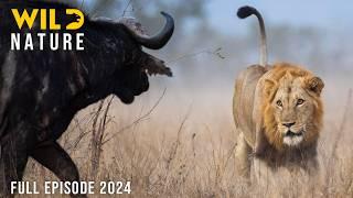 WILD SAVANNAH  Survival Stories from the Heart of Africa  Animal documentary