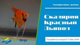 Скалярия Красный дьявол