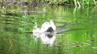 JOSS ‼️ INI BARU NAMANYA MANCING IKAN TOMAN