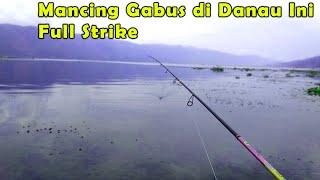 Mancing Casting Ikan Gabus Danau  Ini Gak Ada Habisnya