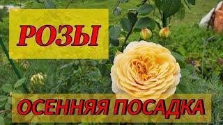 Осенняя посадка роз.Особенности посадки..Варианты посадки с минеральными удобрениями и органикой..