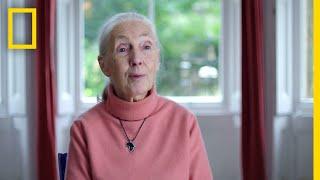 Jane Goodall The Hope – Trailer  National Geographic