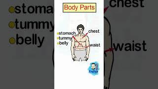 parts of the bodyاجزاء الجسم باللغة الانجليزية #englishgrammar #احمد_مكاوي #englishstart