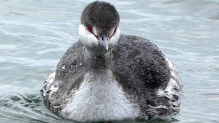 Grebe bird diving & swimming  Call sound  Horned  Slavonian