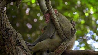 A snatched macaque back to its mother CCTV English