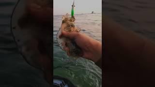 Mancing Cumi Cumi Jumbo Sore Hari #shortsvideo #shortvideo #mancing #shortsfeed #mancingmania