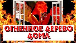 ДелониксDelonix regia - огненное дерево на подоконнике