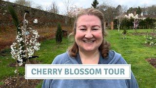 Cherry Blossom Tour Planting Shrubs Garden Tidy Seedling Update Cottoverdi