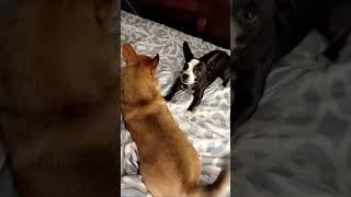 Piper is a NUT  #dog #funnydogs #funnydogvideos #puppy #zoomies #viral #viralvideos #viral shorts