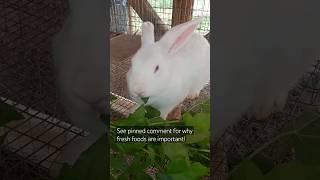 FEEDING RABBITS LEAVES  Feed your rabbits fresh foods #rabbit #meatrabbits #homestead