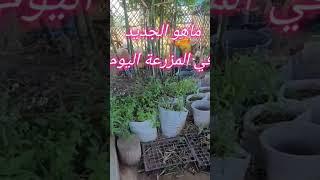 Whats new on the farm today? ماهو الجديد في المزرعة اليوم