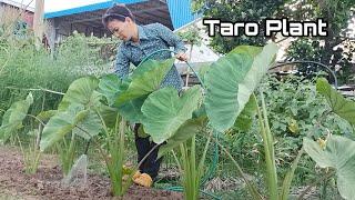 How to Grow Taro Plant at Home  Easy way to grow Taro Root for beginners