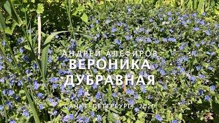 Вероника дубравная. Алефиров А.Н.