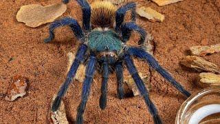 Have you seen such a beautiful Tarantula? Venezuelan red green orange Tarantula.这么漂亮的捕鸟蛛，你们见过吗？