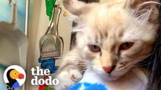 Litter Of Kittens Found Living In Someones Wall  The Dodo