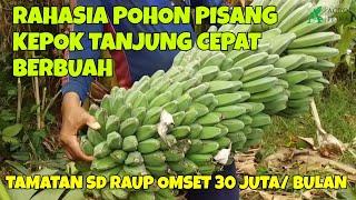 RAHASIA CARA MENANAM POHON PISANG KEPOK TANJUNG CEPAT BERBUAH PETANI TAMATAN SD RAUP OMSET 30 JUTA