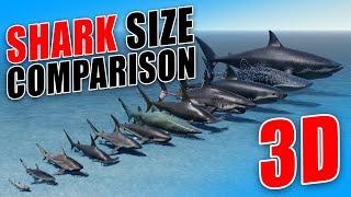 Unbelievable 3D Shark Size Comparison The Rise of Megalodon