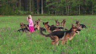 Distraction Girl with 14 dogs