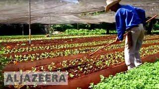 Cubas organic farms could be the future of agriculture