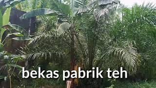 TERCIDUK....ANAK SMA SEDANG PACARAN DI KEBUN