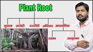 Plant Root and Their Types  Function of Root  Modified Root  in Hindi