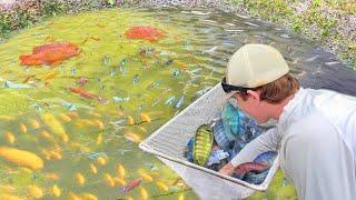 Netting THOUSANDS Of Colorful Fish For My BACKYARD POND