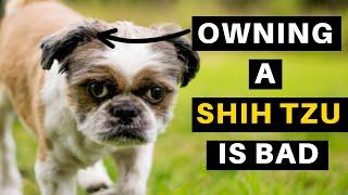 Owning a Shih tzu Dog  The Good The Bad The Ugly