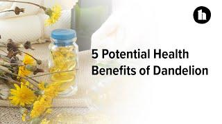 5 Potential Health Benefits of Dandelion  Healthline