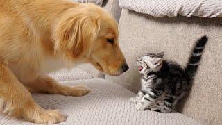 Before Kitten and Golden Retriever Became Friends