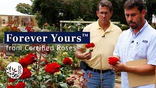 Forever Yours™ by Certified Roses®