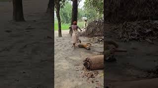 Funniest Scary Fake Tiger Prank For Funny  Sagor Bhuyan