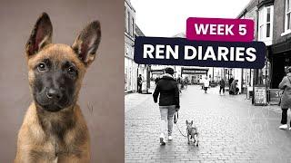 Ren Diaries Week 5 is Loose Lead Walk Bootcamp & Dog Show fun