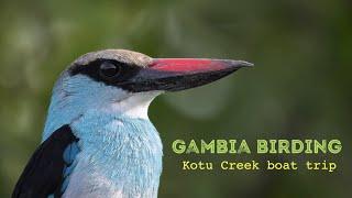 GAMBIA BIRDING TOURS  Bird photography  Kotu Creek boat trip