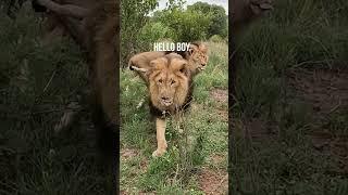 LION Greeting #animals #cat #fun