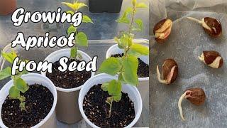 How to Grow Apricot from Seed - A Quick Guide on How to Germinate Apricot Seeds