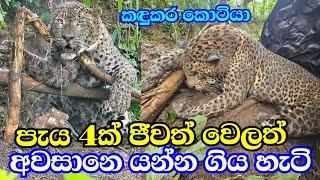 කඳුකර කොටි රජෙක්  Sri Lankan Tiger Maskeliya 