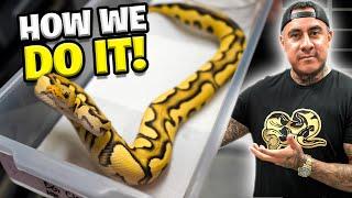 This Helped Our Snakes Grow  Must Watch