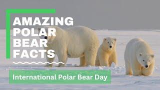 All About Polar Bears - Whats Causing Arctic Sea Ice Melt