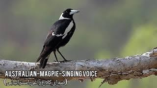 Australian-magpie-singing voice صدای کلاغ زاغی استرالیایی