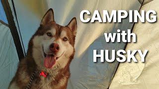 Camping with husky Gohan spring snow and Bohenarbreena walk