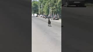 Баран в центре Саратова