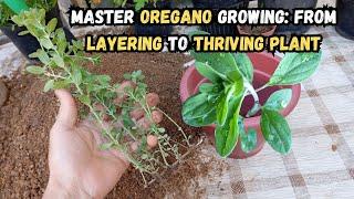 Master Oregano Growing From Layering to Thriving Plant #oregano #gardening #gardeningtips #herbs