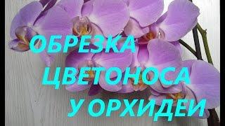 ОБРЕЗКА цветоносов у орхидеи