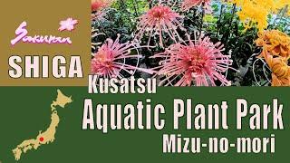  Kusatsu aquatic Plant Park Shiga Information the attractions directions prices and Notes.