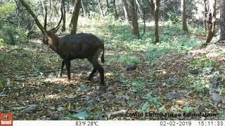 La faune du Parc National du Moyen-Bafing Guinée - Fauna of the Moyen-Bafing National Park Guinea